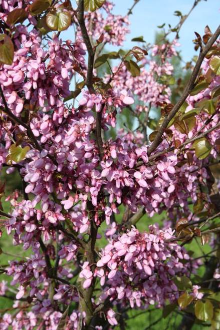 Descripción: D:\JM-disco duro\Vasculares x familia-todas\angiospermas-fotos-icon-textos\Fabaceae\FABACEAE EXOTICAS\Cercis siliquastrum FJMB (4).jpg